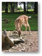 Wildpark Remagen-Rolandseck